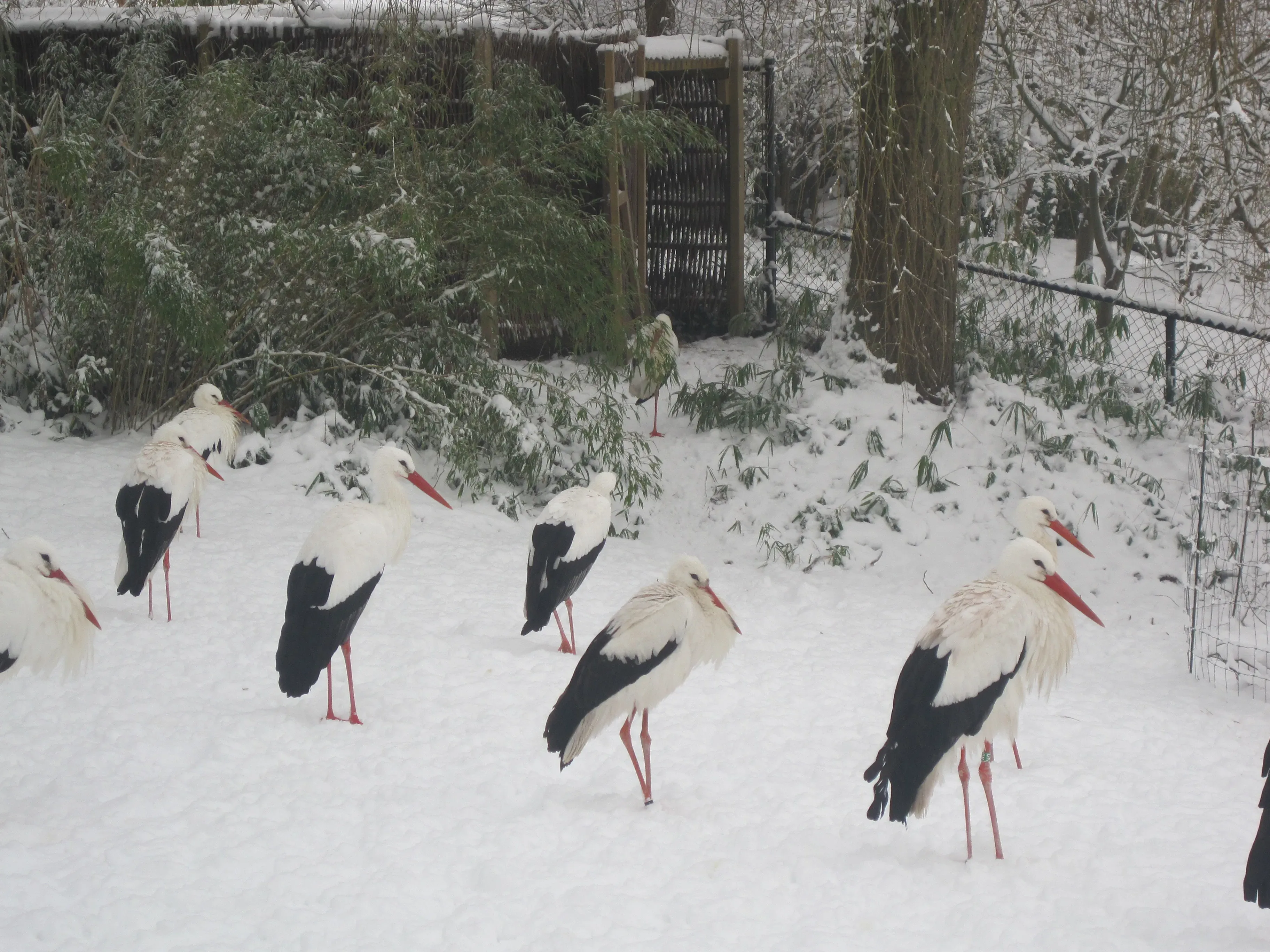 Wat te doen in Arcen in de winter?