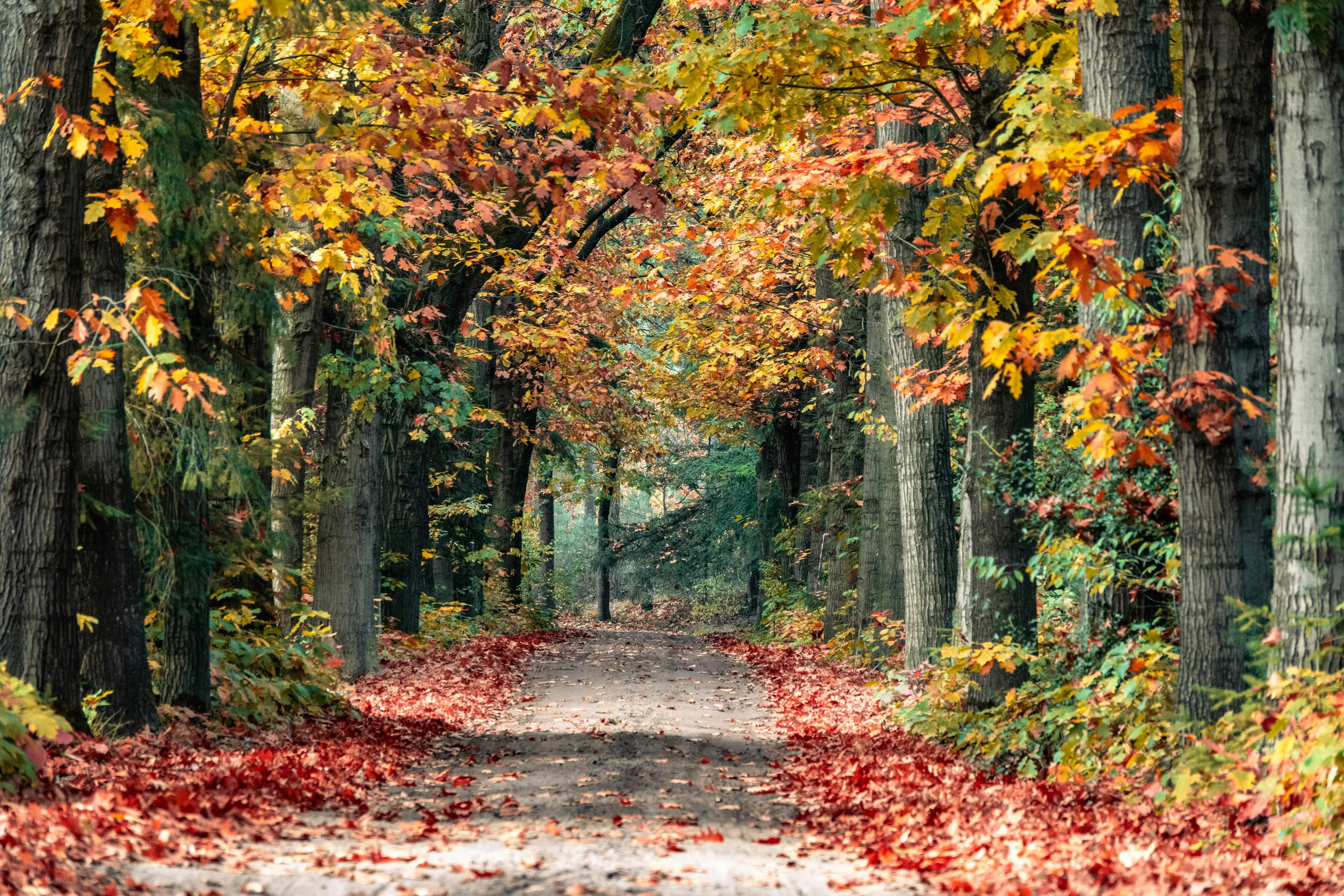 Wat te doen in Valkenswaard in de herfst