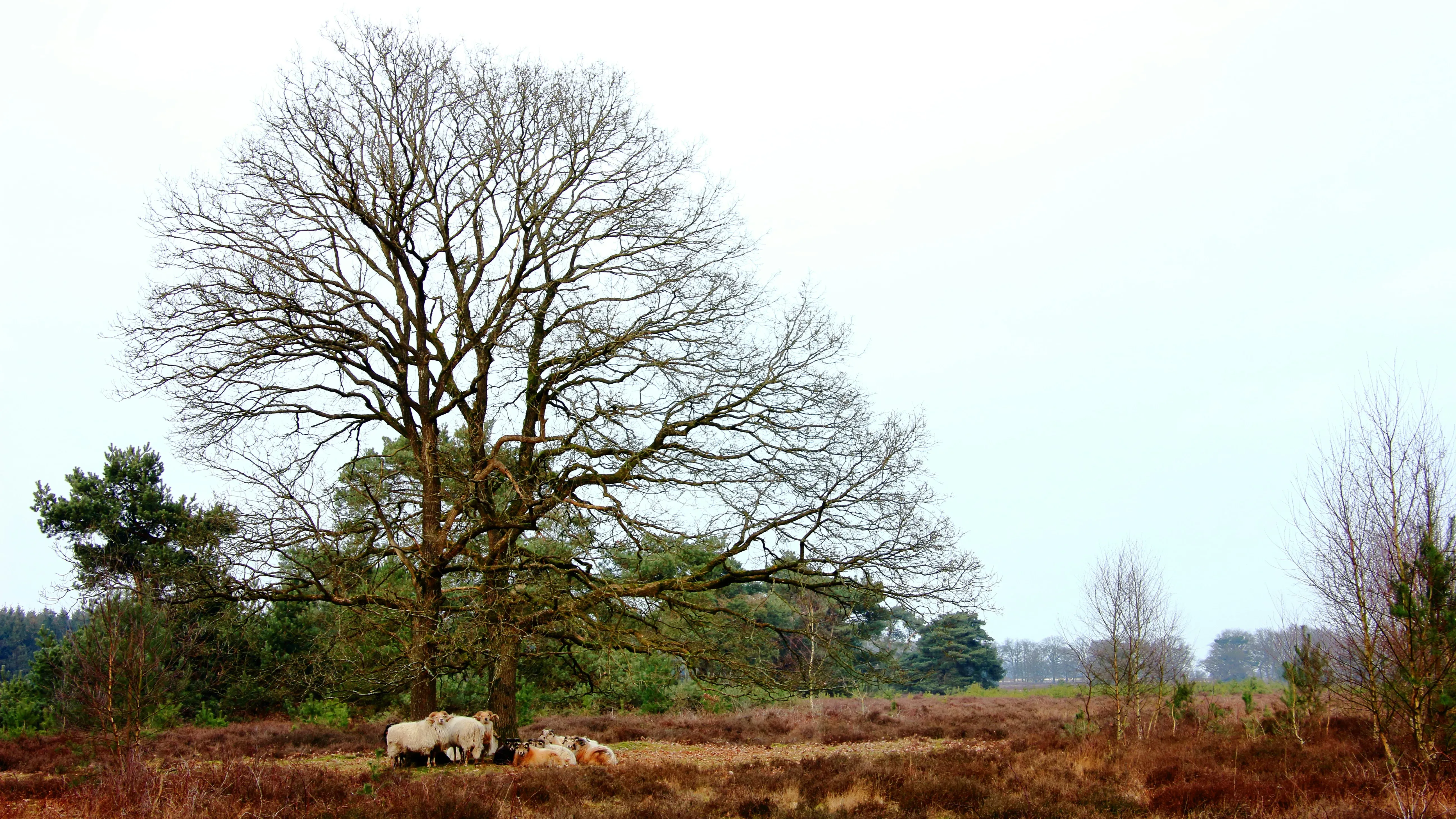 Wat te doen in Borger in de herfst