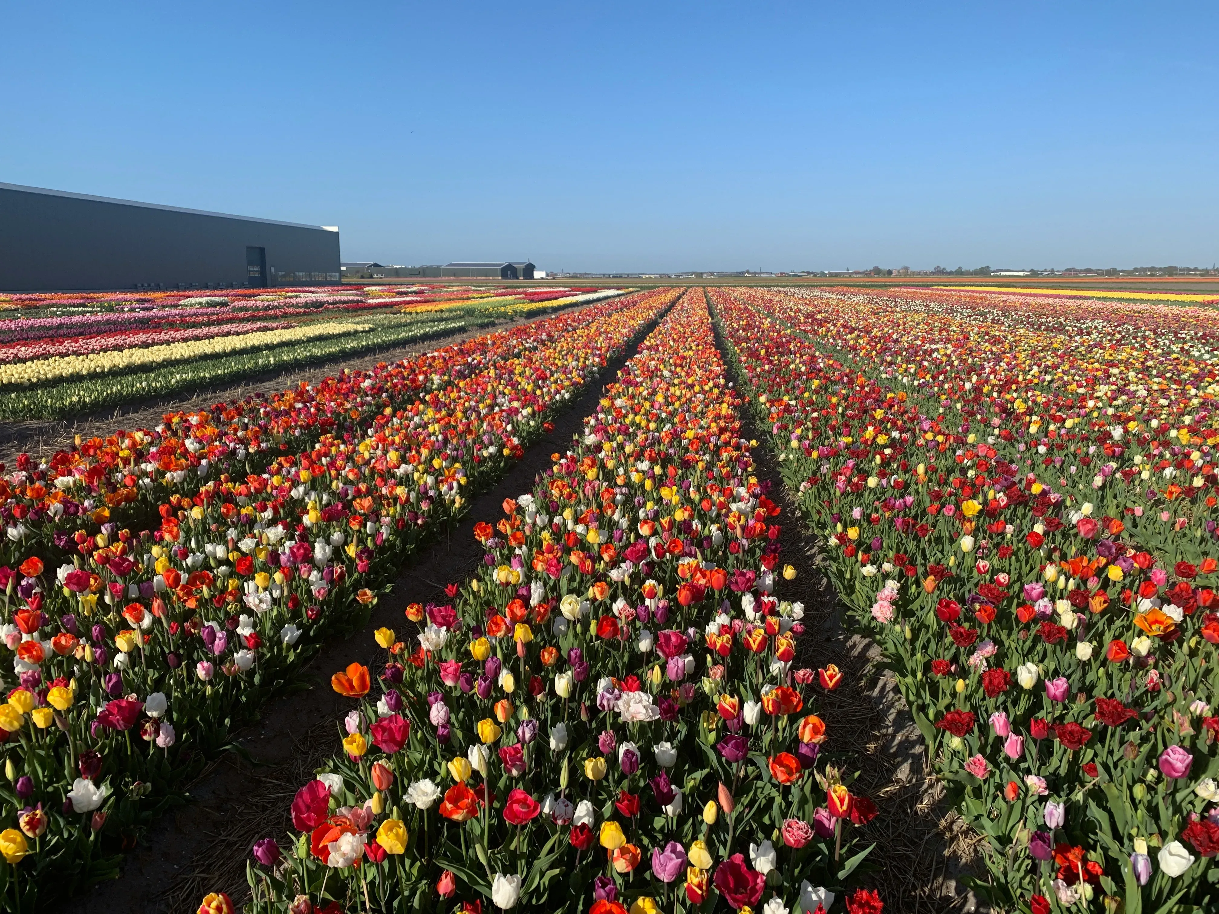 Wat te doen in Noordwijkerhout in de lente