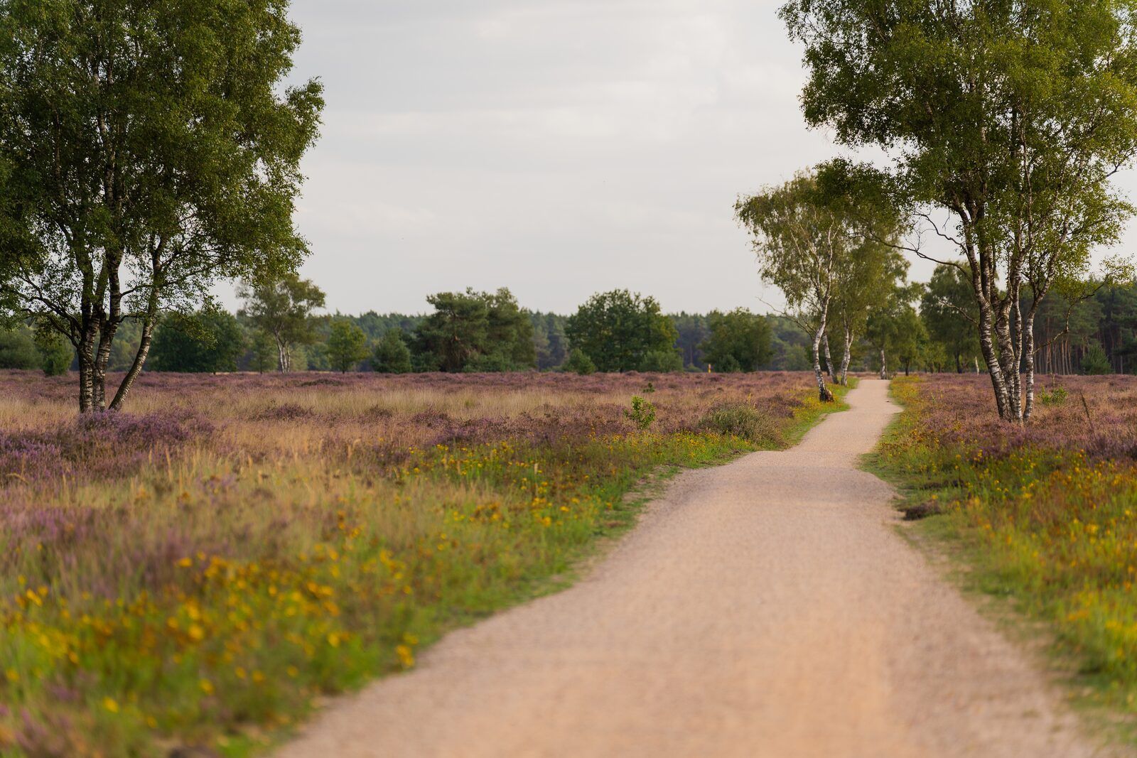 Park photo